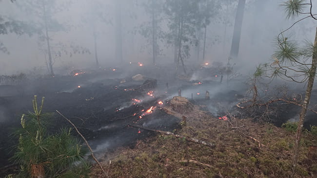 Waldbrand in Neubau am See