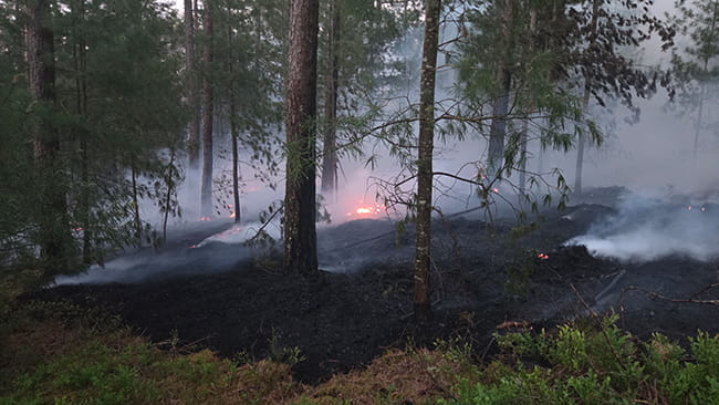 20260527 Waldbrand Neubaeu 3