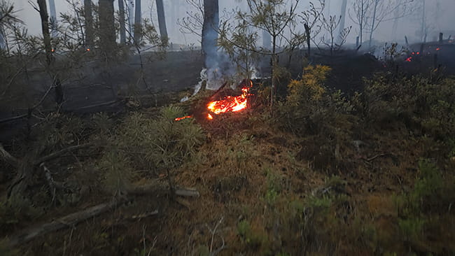 Waldbrand in Neubau am See in der Oberpfalz am 27.05.2026 8 20260527 Waldbrand Neubaeu 4