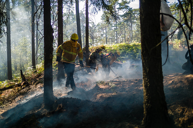 231211 Wipfelfeuer Waldbrand SaechsischeSchweiz stb s