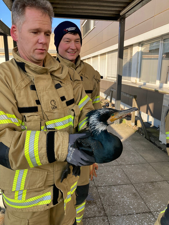 Verletzter Kormoran bei Notaufnahme vorstellig 3 Mutig: Feuerwehrmann nebst Kormoran