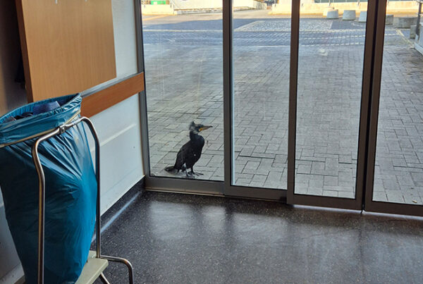 Kormoran vor Notaufnahme