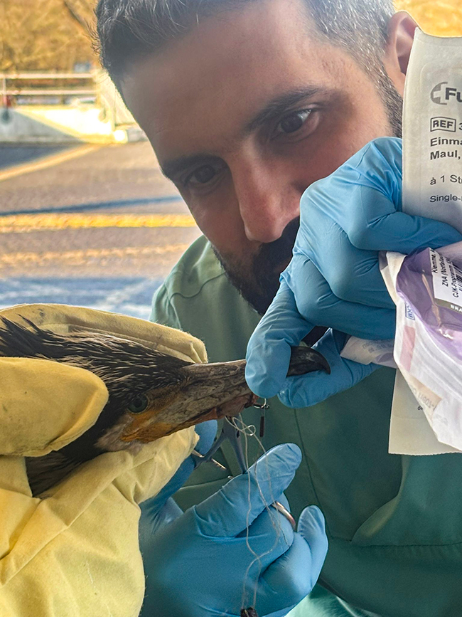 Verletzter Kormoran bei Notaufnahme vorstellig 2 Kormoran in Behandlung