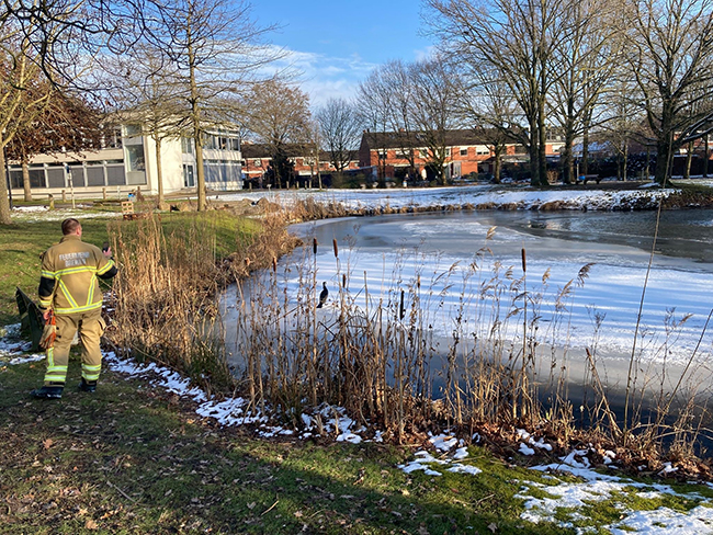 Verletzter Kormoran bei Notaufnahme vorstellig 4 Der Kormoran verlässt die Obhut der Feuerwehr.