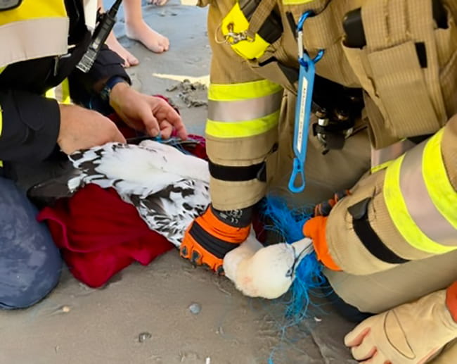 Basstölpel aus Fischernetz befreit 2 Feuerwehr Norderney Basstoelpeleinsatz 01