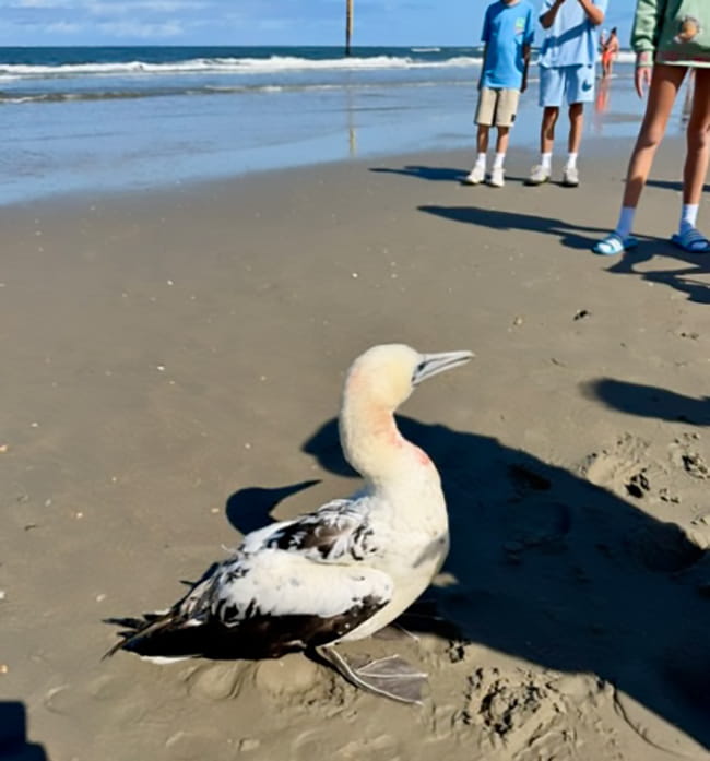 Basstölpel aus Fischernetz befreit 3 Feuerwehr Norderney Basstoelpeleinsatz 03
