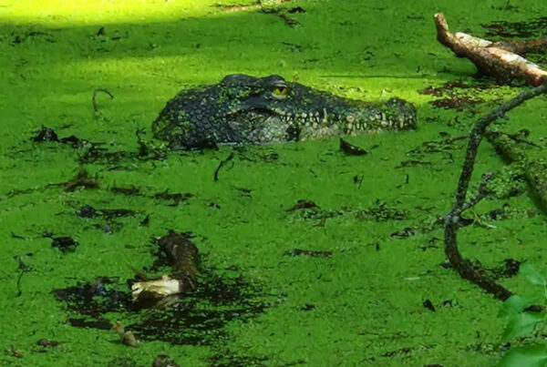 Krokodil löst 112 Alarm aus - Feuerwehr entlarvt Attrappe 5 Krokodil - töuschend echter Kopf ragt aus dem Tümpel.