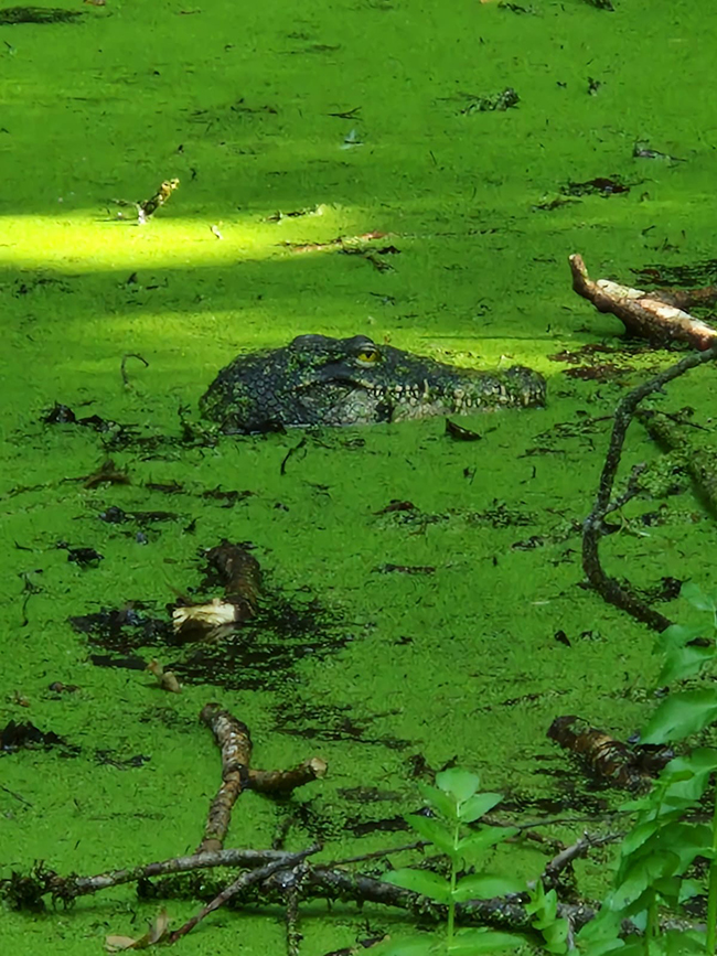 Krokodil löst 112 Alarm aus - Feuerwehr entlarvt Attrappe 1 Krokodil - töuschend echter Kopf ragt aus dem Tümpel.