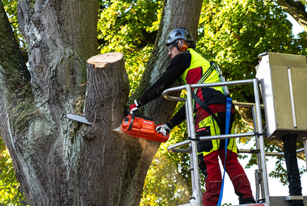 Akku-Kettensäge UC030G in Signalfarbe Rot von Makita - Mann sägt an Baumast