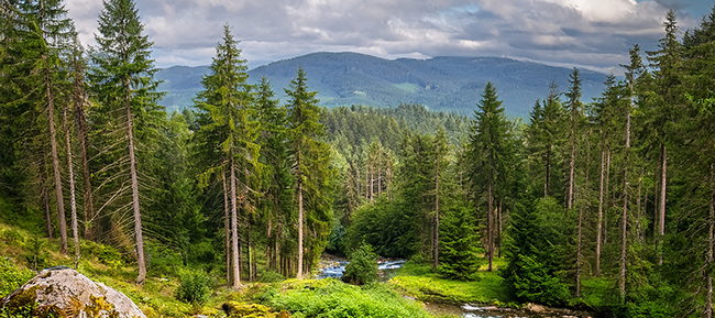 Symbolbild BayerischerWald s