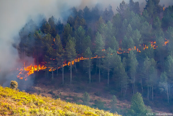 Symbolbild Waldbrand