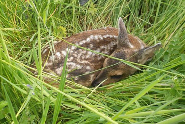Neue Drohnenregeln: Bauern entlasten und Rehkitze schützen 4 rehkitz dipul s